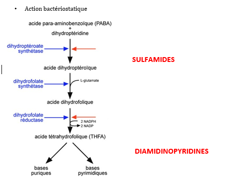 2 7 ANTIBACTERIENS SYNTHETIQUES Universite cd 2 7 ANTIBACTERIENS SYNTHETIQUES Universite cd